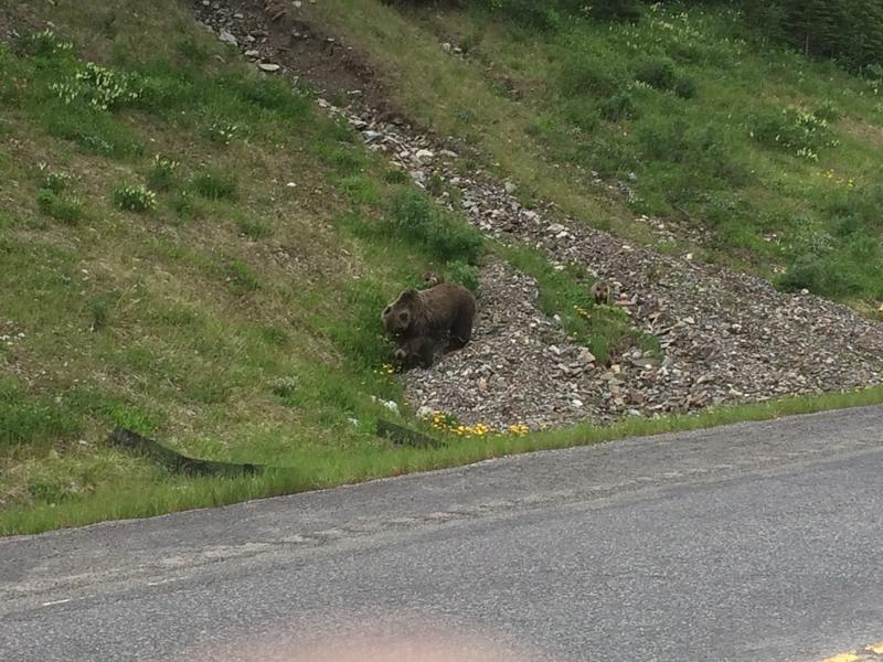 Grizzly bear momma and 3 cubs